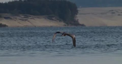 Grey heron flying over bay against dunes and landing on pier with other birds Stock Footage 342710645