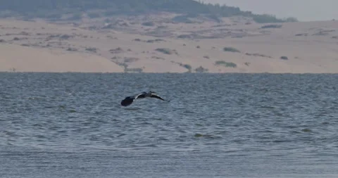 Grey heron flying over bay against dunes and landing on pier with other birds Stock Footage 342711144