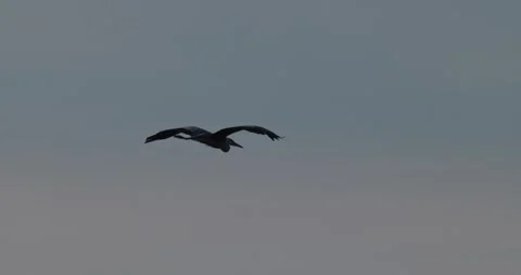 Grey heron flying over green field with electric pole and forest background Stock Footage 342715106