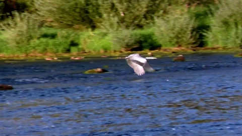 Grey Heron Flying Over a River Stock Footage 313593325