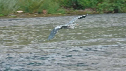 Grey Heron Flying Over River in Summer Stock Footage 314384209