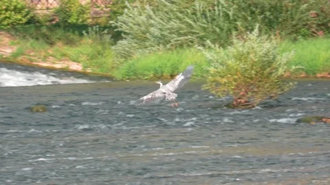 Grey Heron Flying Over River in Summer Video stock 314384896