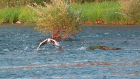 Grey Heron Flying Over River in Summer Stock Footage 314384934