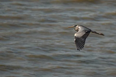 Grey heron flying Foto stock