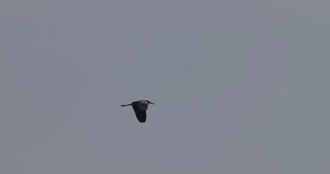 Grey heron flying in the sky and landing on old abandoned pier Stock Footage 342711114
