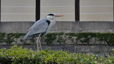 Grey Heron flying,slow motion Video stock 64206265