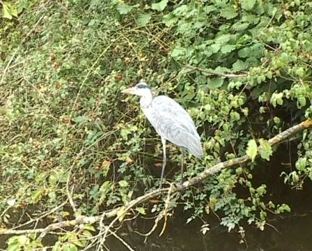 Grey heron Vídeo Stock 62226