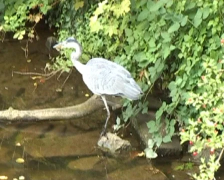 Grey heron Vídeo Stock 62227