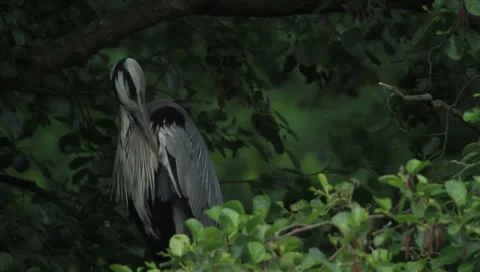 Grey Heron Stock Footage 6105137
