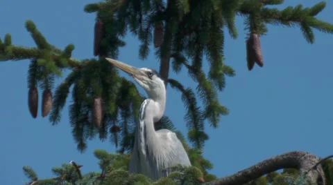 Grey heron Stock Footage 6531254