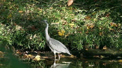 Grey heron Stock Footage 8931757