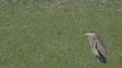 Grey heron Stock Footage 10787973
