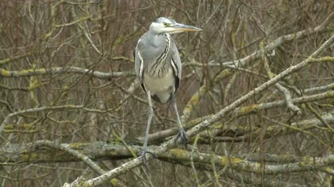 Grey Heron Stock Footage 21436903