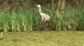 Grey Heron HD Footage