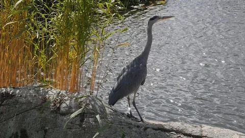 Grey heron Stock Footage 79578626