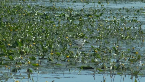 Grey Heron 動画素材 111070162
