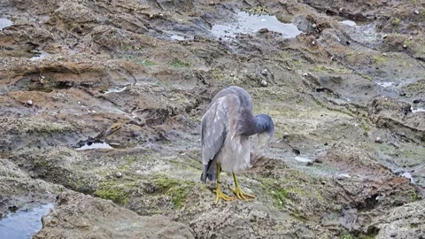 Grey Heron Stock Footage 114209624