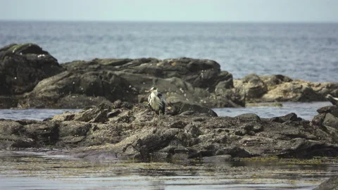 Grey Heron Stock Footage 134388938
