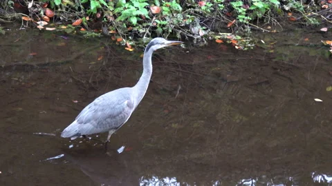 Grey Heron Stock Footage 163094800