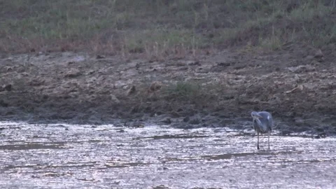 Grey heron Stock Footage 246476767
