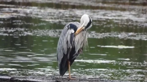 Grey Heron Video stock 280014729