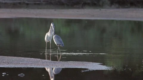 Grey heron Stock Footage 297575281