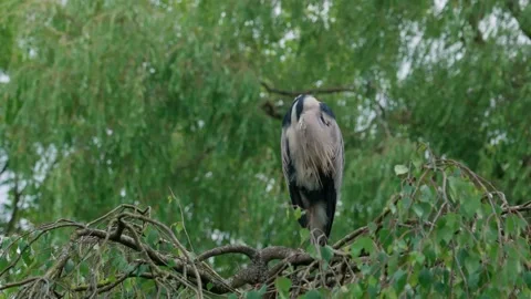 Grey heron Stock Footage 315206024