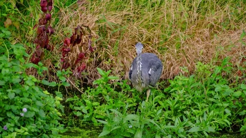 Grey heron Stock Footage 315510065