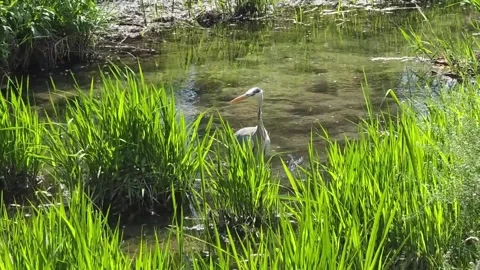 Grey Heron Foraging and Striking at Prey in a Shallow Stream Видео 341621344