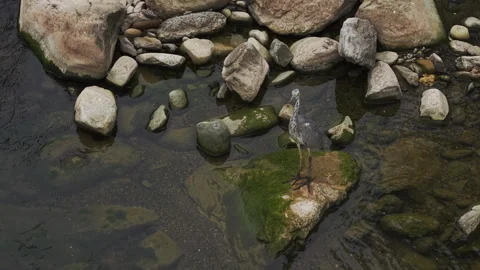 Grey Heron Foraging in Clear Rocky Stream 4K HLG Stock Footage 345618465