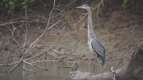Grey Heron Foraging in Water Stock Footage 171836638