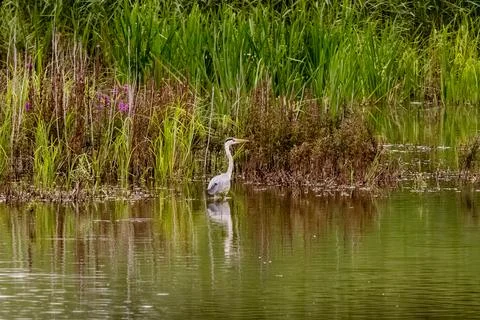 Grey Heron In Forest Pond Stock Photos