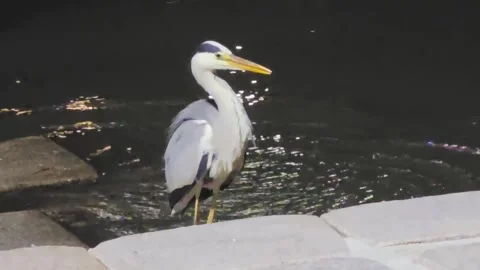 Grey Heron Full Body Dive into Water While Hunting Stock Footage 339629569