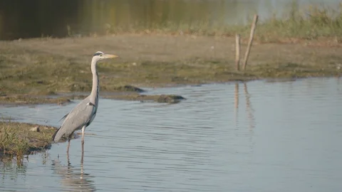 Grey heron go fly Video stock 127742883