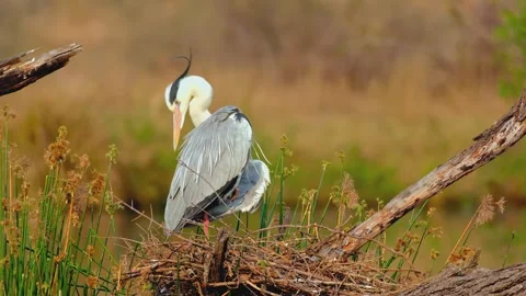 Grey heron grooming feathers while nesting in peaceful marshland habitat Stock Footage 345484426