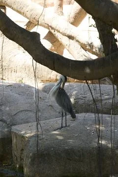 Grey heron grooming feathers while standing on rocky habitat Stock Photos