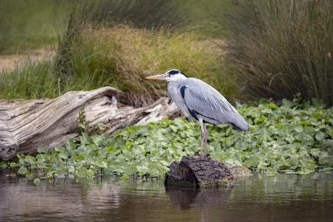 Grey Heron has found a nice log to perch on Foto stock