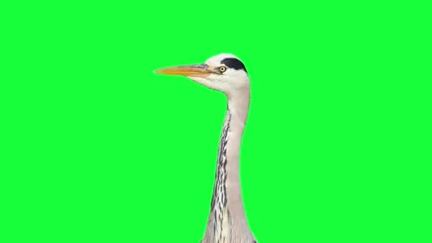 Grey heron headshot portrait close up on green screen background Stock Footage 336525378