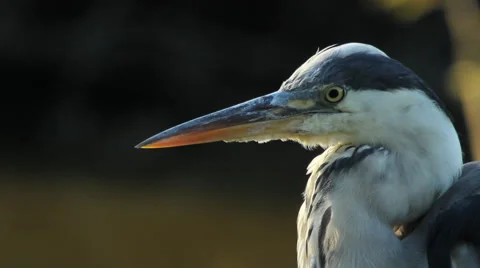 Grey Heron / Héron cendré / Ardea cinerea 01 Stock Footage 40463375