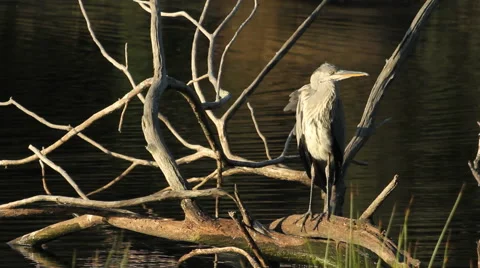 Grey Heron / Héron cendré / Ardea cinerea 09 Stock Footage 40468186