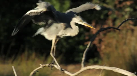 Grey Heron / Héron cendré / Ardea cinerea 11 Stock Footage 40468559