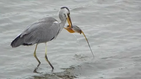 Grey heron hunting and swallowing a red stingray after a long struggle Vol.12 库存影片 339639953