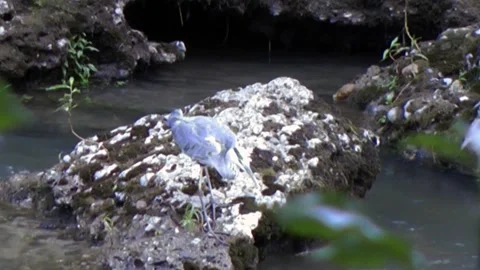 Grey heron hunting. Video stock 152929387