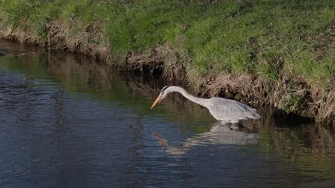 Grey Heron hunting Video stock 304532014