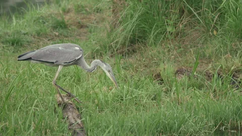 Grey heron hunting Stock Footage 336975574