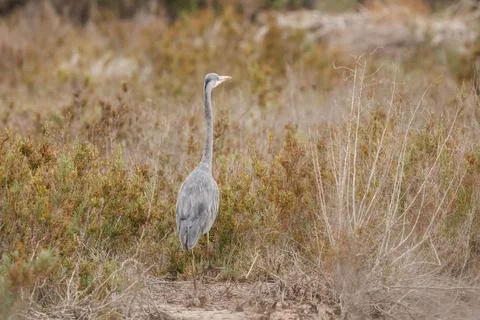 Grey heron with its back to the camera among autumn vegetation Stock Photos