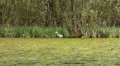 Grey Heron just catching a fish HD Footage
