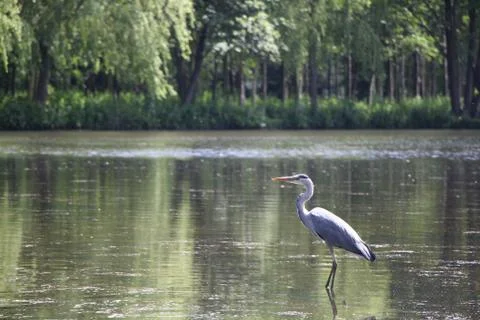 Grey Heron in Lake Stock Photos