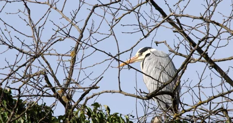 Photography Sony Dsc H300 Photo Sample Grey Heron Long-legged