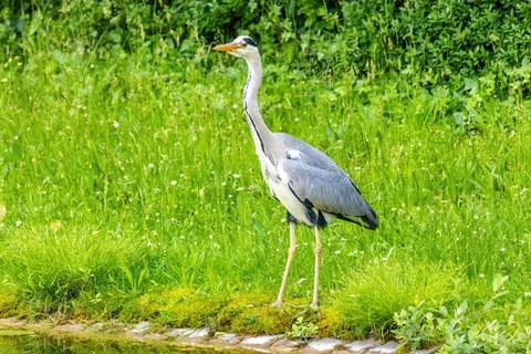 Grey heron with a long neck stands in a grassy field Stock Photos